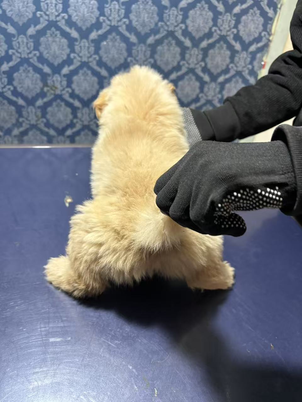 自己家金毛生的